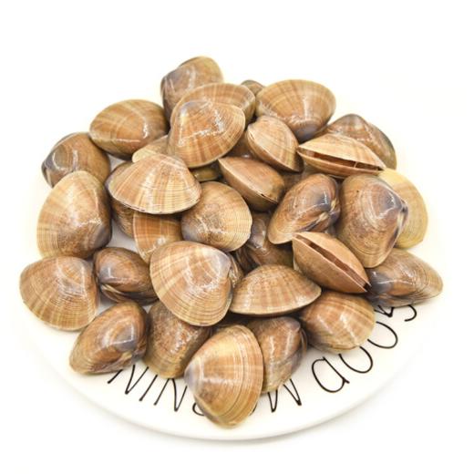 鲜活黄蚬子 黄蛤(基本无沙)