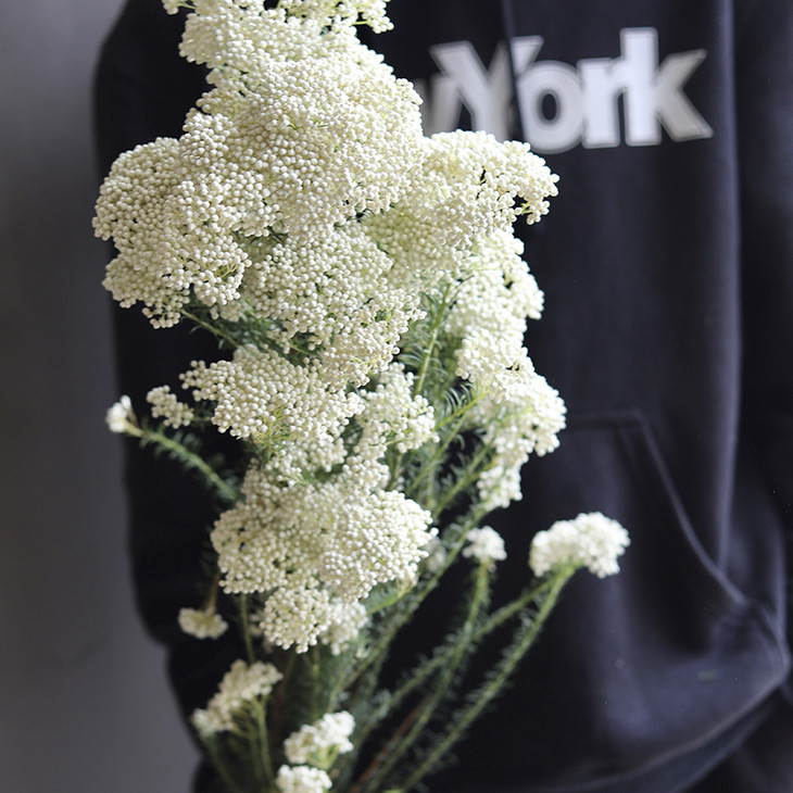 澳洲白色米花鲜花/1扎(5-8枝)