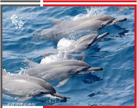 （永久下架）台北花莲赏鲸6天纯玩半自助