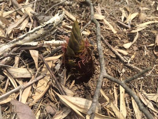 原衢味农家毛笋干 商品图3