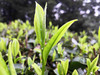 「蓝蜜蜂·绿茶」漓江毛尖 商品缩略图2