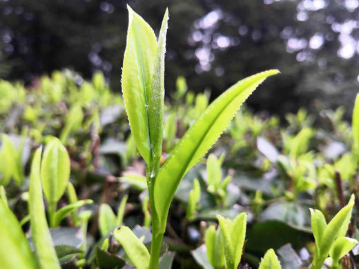 「蓝蜜蜂·绿茶」漓江毛尖 商品图2