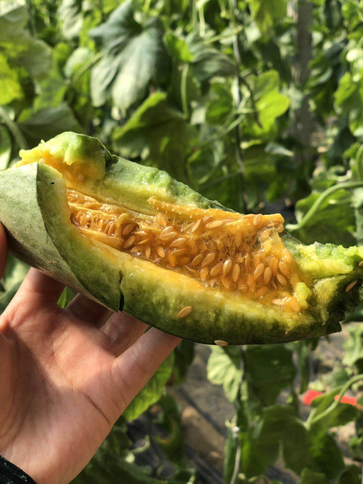 只发同城新品羊角蜜削皮吃老藤老瓜很甜蜜脆不愣噔爽口多汁饱腹解渴0