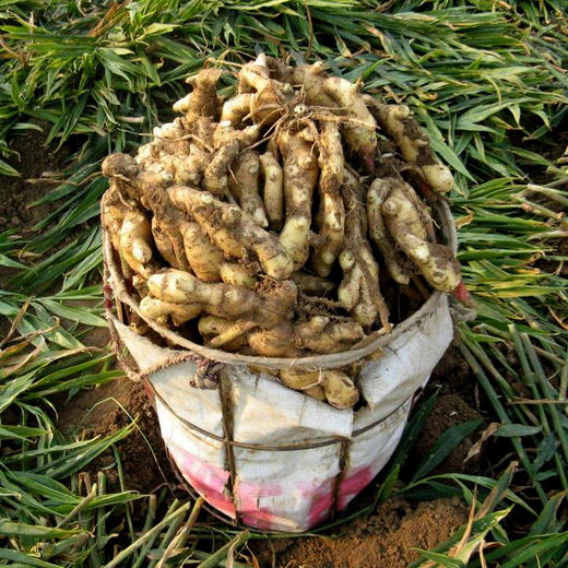 小黄姜1斤 | 广西农户