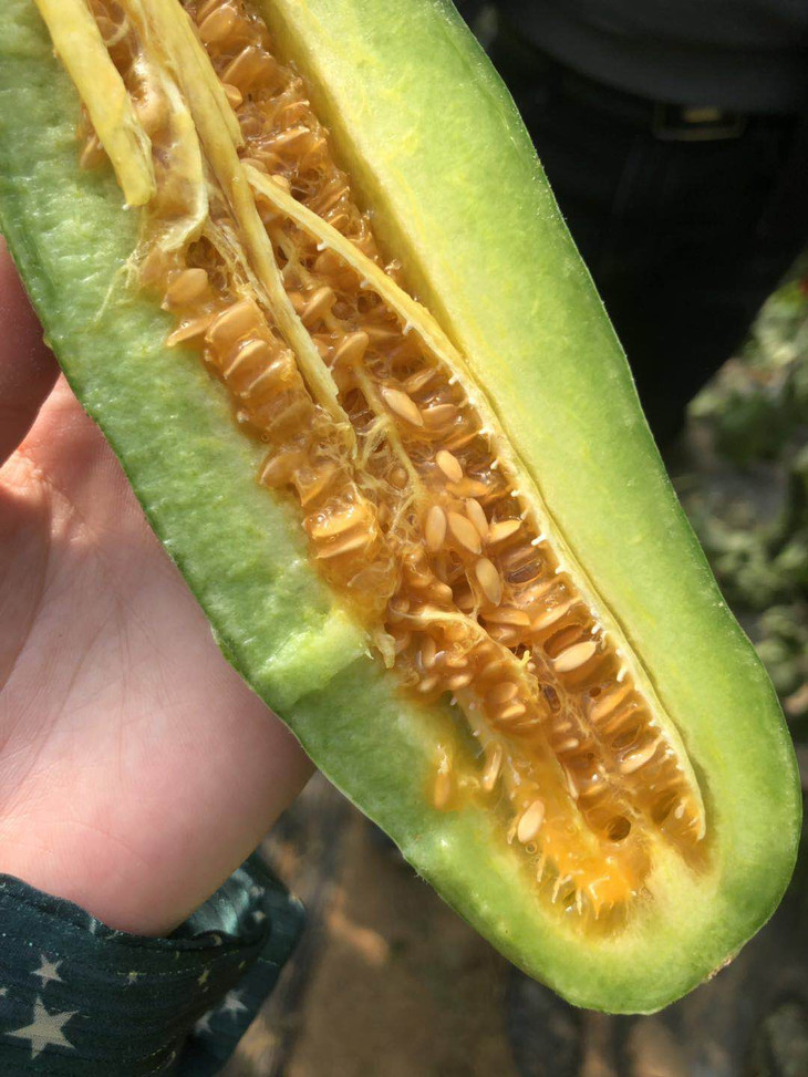 只发同城新品羊角蜜削皮吃老藤老瓜很甜蜜脆不愣噔爽口多汁饱腹解渴0