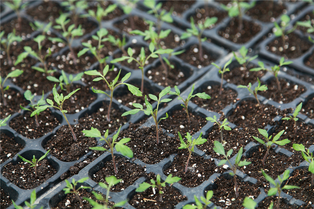 春季种植小苗苗（4品种）