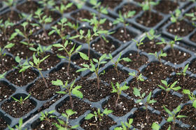 春季种植小苗苗（4品种）