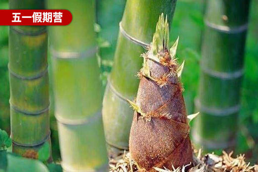 浙江安吉竹海亲子研学营回顾 商品图0