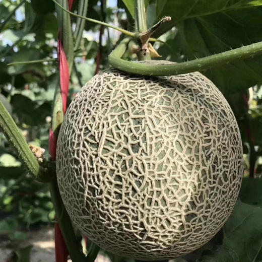 玫珑品牌软心瓜 净重精品瓜 2个/4个礼盒装（日本种源)吃之前看详情 商品图13