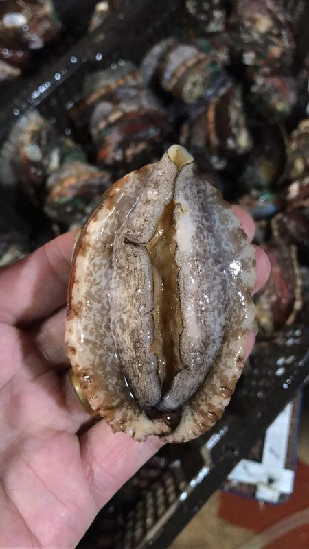 【团购鲍鱼】活冻10头鲍