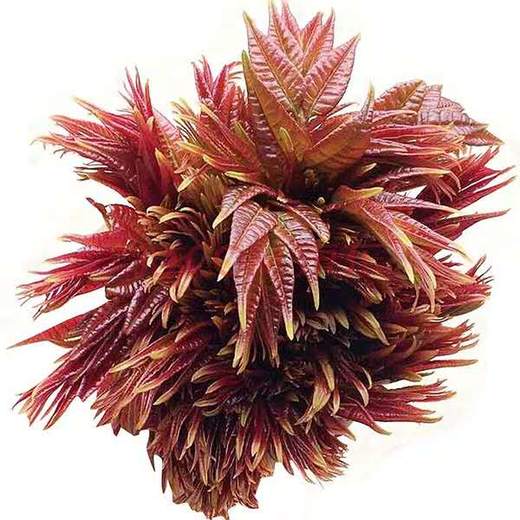 香椿芽新鲜头茬2斤野生露天红香椿芽菜叶年山东沂蒙山香椿头