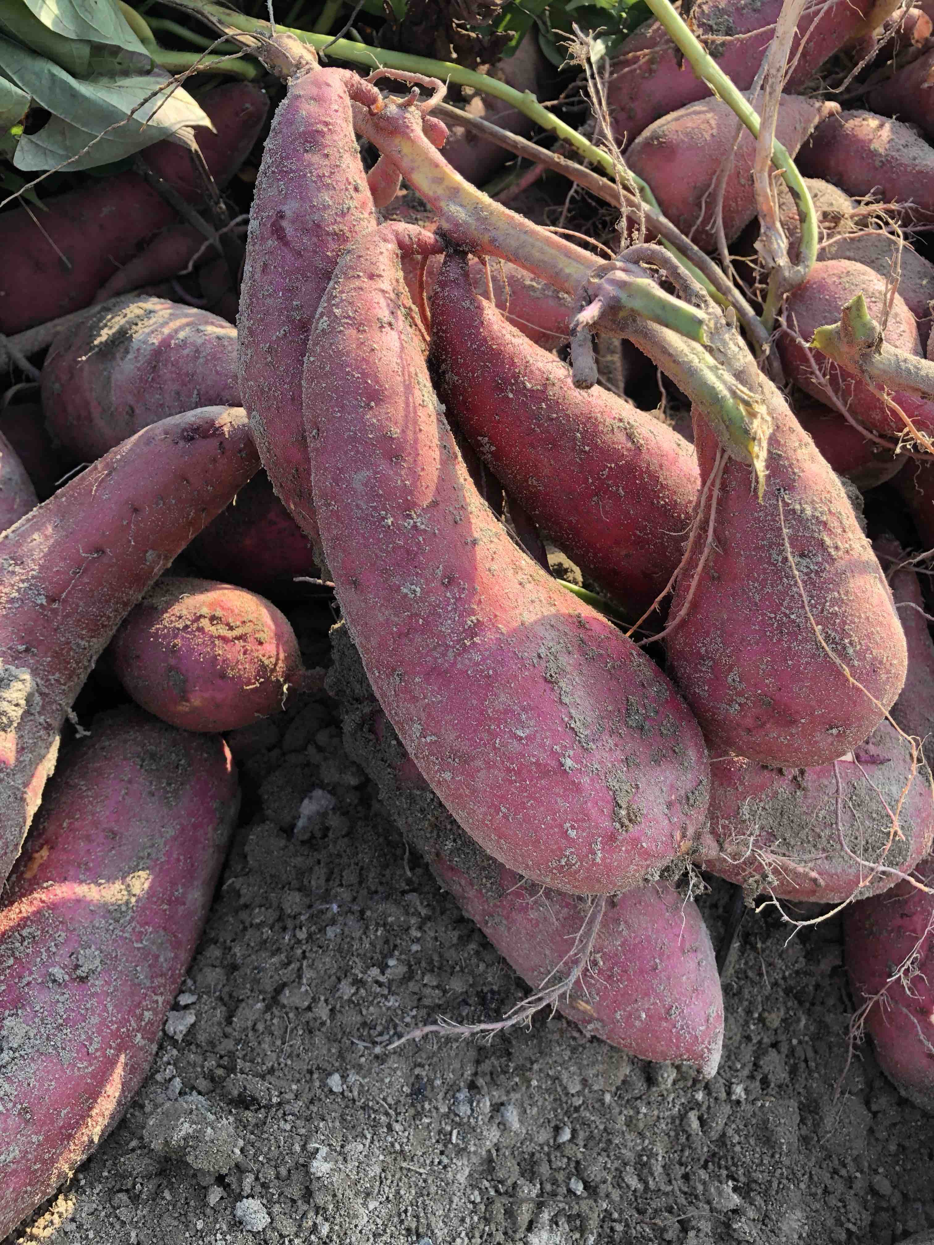 原生态沙地蜜薯3斤装 - 土潮农原生态有机农产品