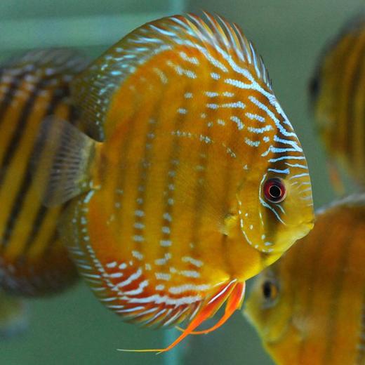 cr酷睿皮亚红彩14母c122