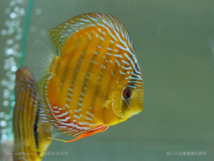 cr(酷睿皮亚红彩 )14母 c122