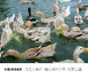 原衢味稻田水鸭 商品缩略图1