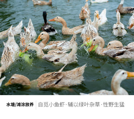 原衢味稻田水鸭 商品图1