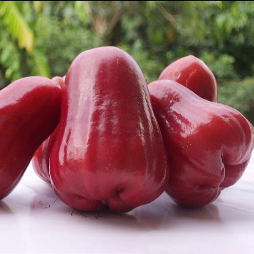 【1颗|精选】泰国黑金刚莲雾1颗(重约85g)【2日内提货】