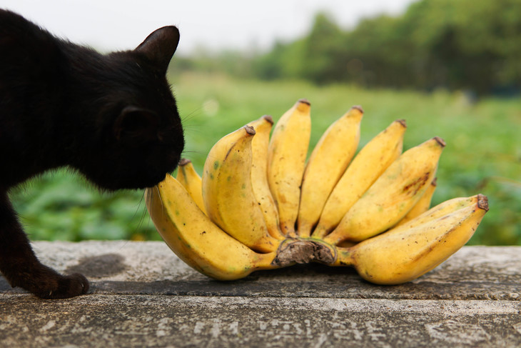 生态老实芭蕉干合作生产ecodwarfdrybananacoproduction
