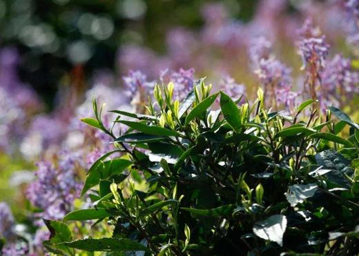 （永久下架）【亲子游】龙井寻根研学之旅 商品图1