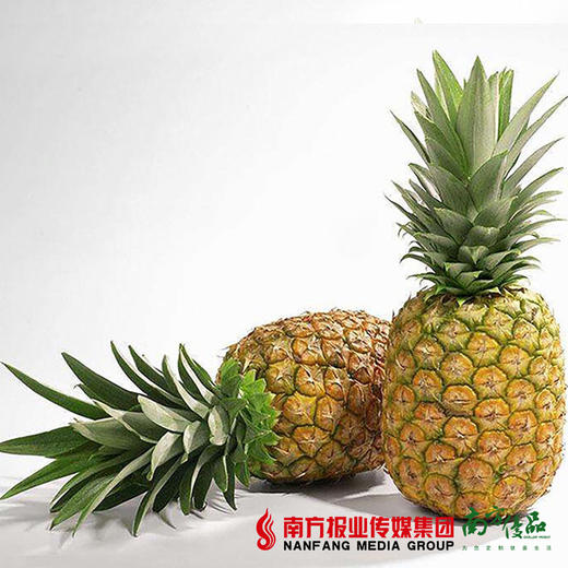 【29号提货】徐闻金菠萝 单果约0.75-1kg 商品图3