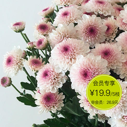 馬蒂斯--「小雛菊」| 5枝,粉色