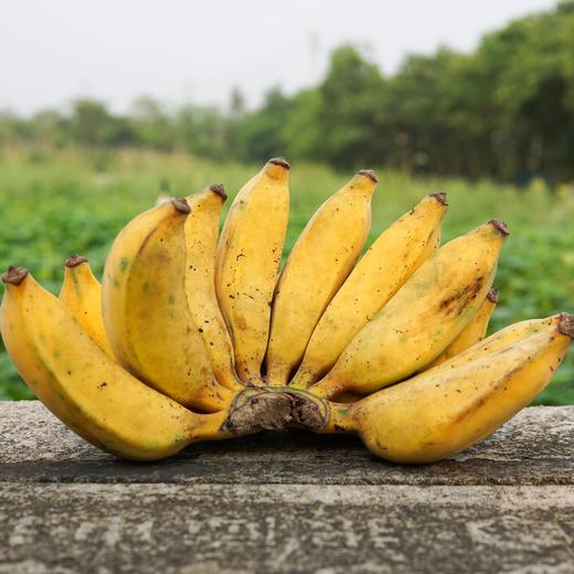 生态粉蕉 | 合作生产 *Eco-Dwarf banana | Coproduction 商品图1