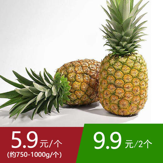 【29号提货】徐闻金菠萝 单果约0.75-1kg 商品图0