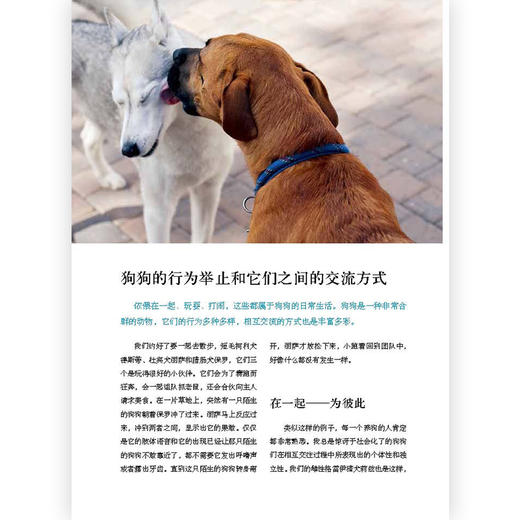 育狗全书（这是一本狗狗百科 这里有你想知道的有关狗狗的一切） 商品图2