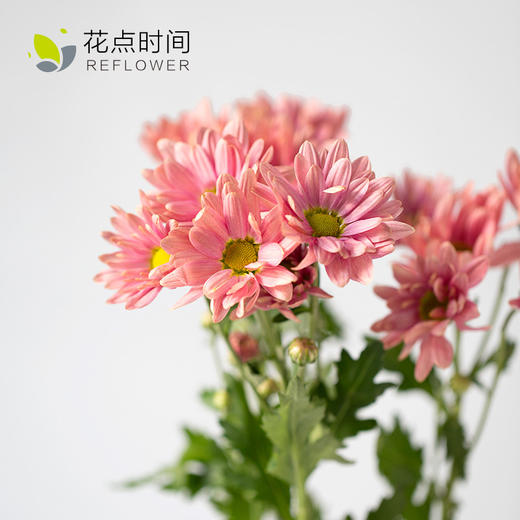 马蒂斯「小雏菊 5枝,粉色