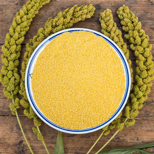 山东特产章丘龙山小米新米宝宝月子米杂粮2.5KG布袋包装黄小米 商品图2