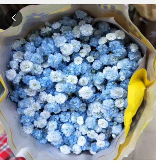 蓝色满天星花语(白玫瑰蓝色满天星花语)