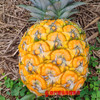 【29号提货】徐闻金菠萝 单果约0.75-1kg 商品缩略图2