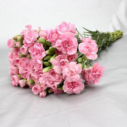 多头康乃馨(多头康乃馨和单头康乃馨哪个好)