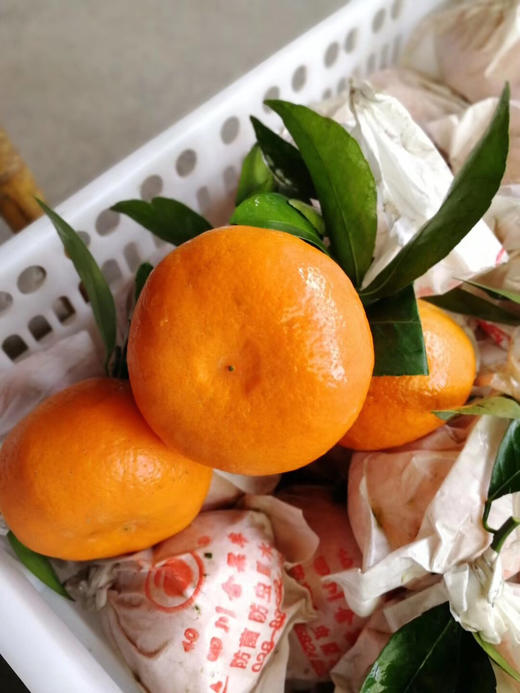 四川纯甜炫蜜柑