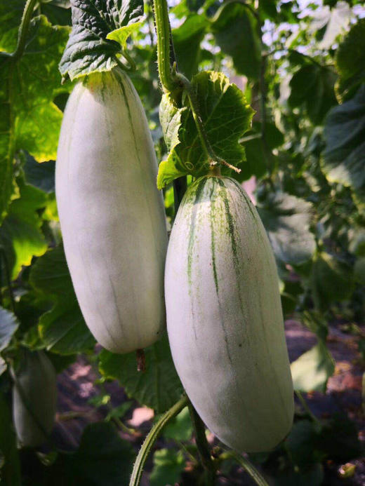 博洋61号羊角蜜瓜,瓜汁多,清香甜爽,酥脆可口,3斤装,包邮