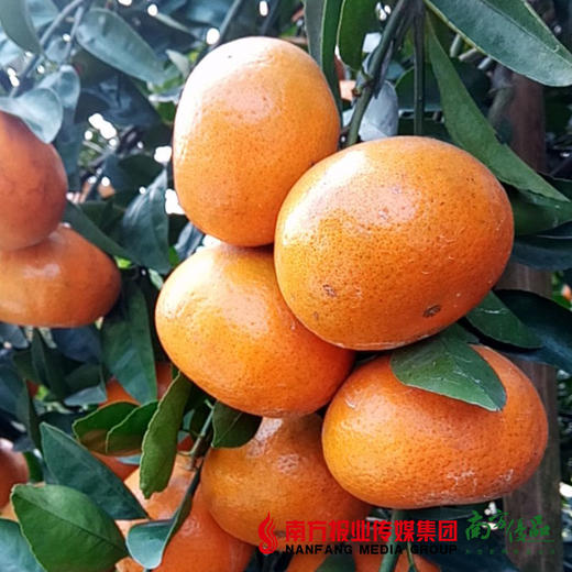 【29号提货】潮州茂谷柑 商品图3