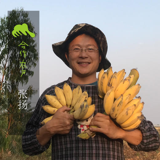 生态老实芭蕉干 | 合作生产 *Eco-Dwarf dry banana | Coproduction 商品图2