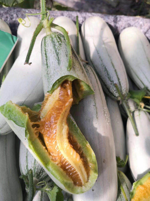 博洋61号羊角蜜瓜,瓜汁多,清香甜爽,酥脆可口,3斤装,包邮