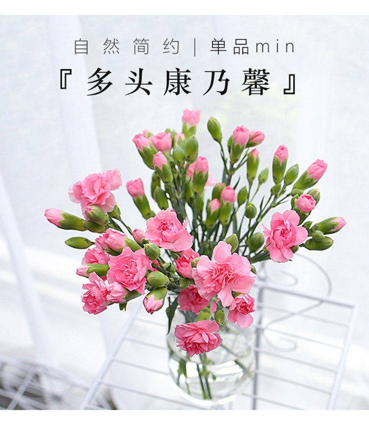 小清新丨多头康乃馨