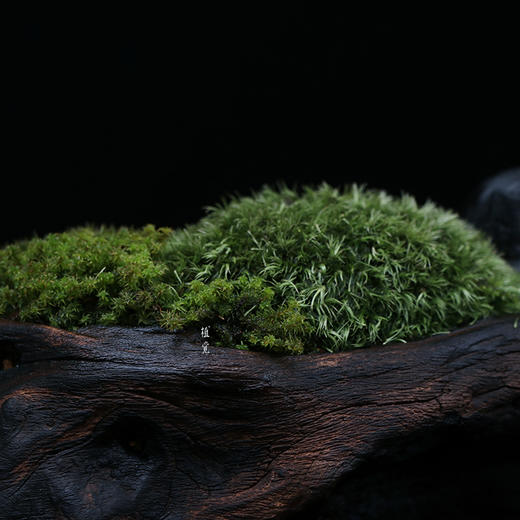 植觉枯木苔盆栽书房阳台庭院微景观苔藓盆栽孤品枯木苔盆栽