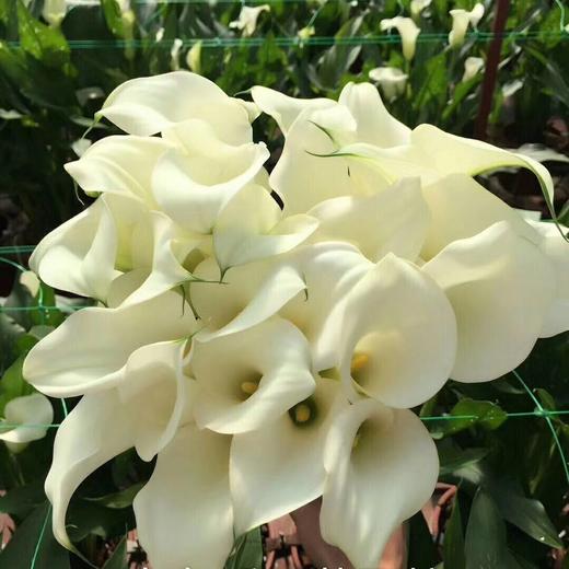 海芋~白色 商品图2