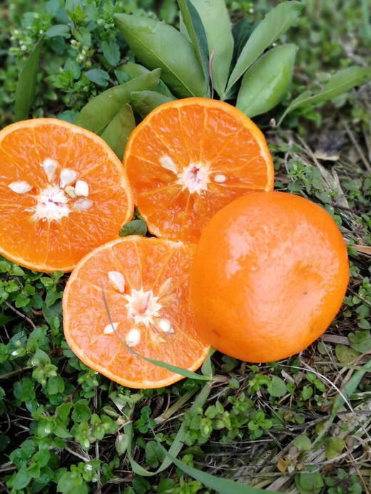 四川纯甜炫蜜柑