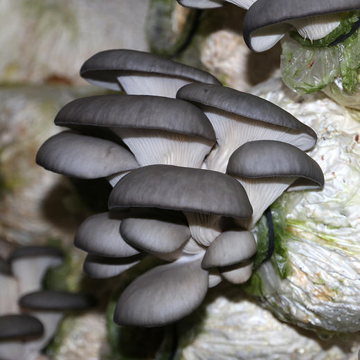 每日现采农家新鲜平菇肉厚肥嫩口感鲜美蘑菇300g