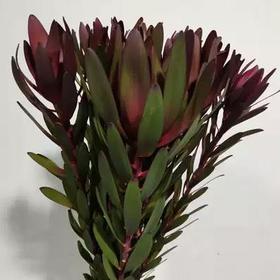 多头木百合~红色