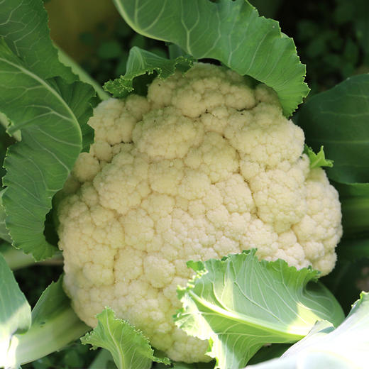 农家散菜花!自然成熟 使用农家肥500g