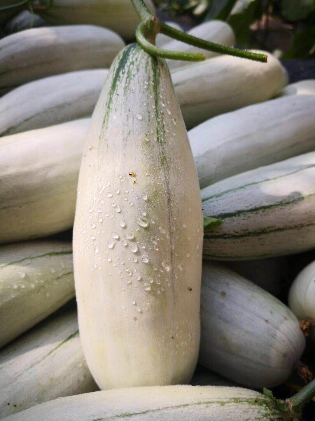 吃瓜!博洋61号羊角蜜瓜,瓜汁多,清香甜爽,酥脆可口,3斤装,包邮