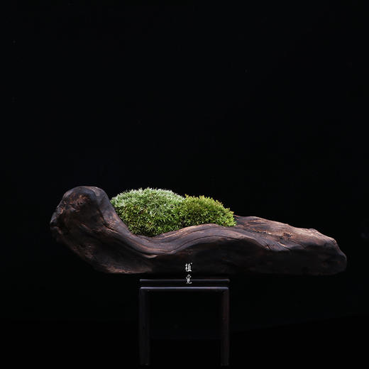植觉枯木苔盆栽书房阳台庭院微景观苔藓盆栽孤品枯木苔盆栽