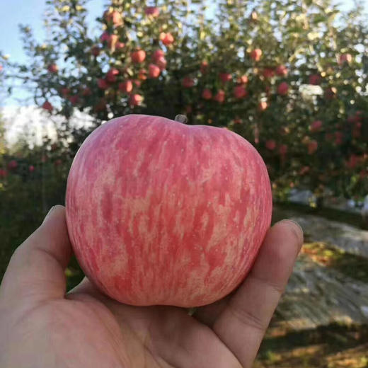 洛川苹果 约7斤 12颗 （24－72小时发货）礼盒装 商品图10