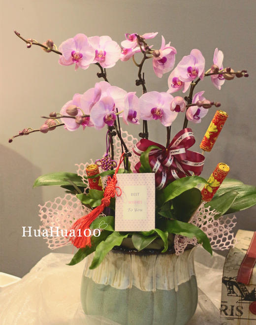 春风习习丨6株、8株粉色蝴蝶兰组盆 商品图0