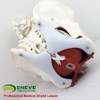 现货速发【医教模型】ENOVO颐诺 女性骨盆盆底肌生殖器官模型 盆腔附件结构膀胱阴道模型 商品缩略图2